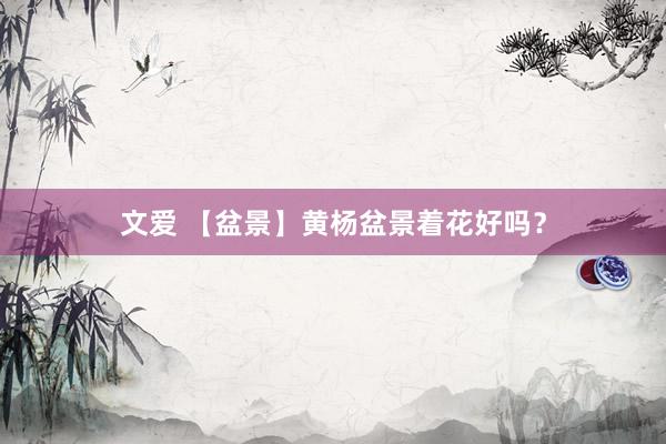 文爱 【盆景】黄杨盆景着花好吗？
