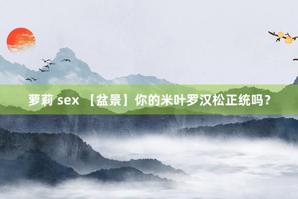 萝莉 sex 【盆景】你的米叶罗汉松正统吗？