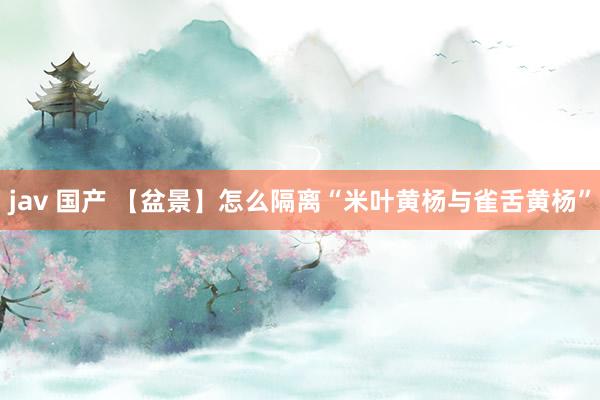 jav 国产 【盆景】怎么隔离“米叶黄杨与雀舌黄杨”