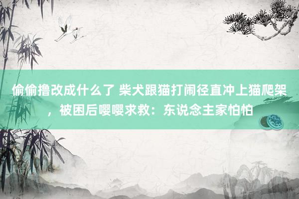偷偷撸改成什么了 柴犬跟猫打闹径直冲上猫爬架，被困后嘤嘤求救